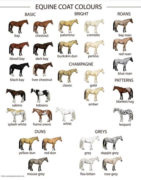 Jesse Drent Matt Harnacke House School L, Different Types Of Horses, Types Of Horses Breeds, Horse Types, Breeds Of Horses, Horse Brushes, Horse Markings, Active On Instagram, Horse Coat Colors