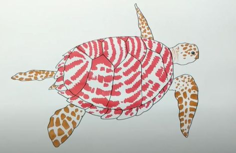 Turtle Drawing Reference, Hawksbill Turtle Drawing, Drawing Turtles Easy, Drawing A Turtle Step By Step, Easy Drawings Turtle, Simple Step By Step Drawing, Hawksbill Turtle, Drawing Instructions, Turtle Drawing