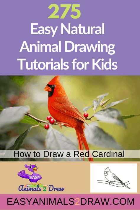 How to draw a Cardinal step by step – Easy Animals 2 Draw Draw A Cardinal, Bird Of Paradise Wedding, Animal Facts For Kids, Steps Quotes, Red Bird Tattoos, Drawing Birds, Bird Tattoo Wrist, Black Bird Tattoo, Elementary School Art