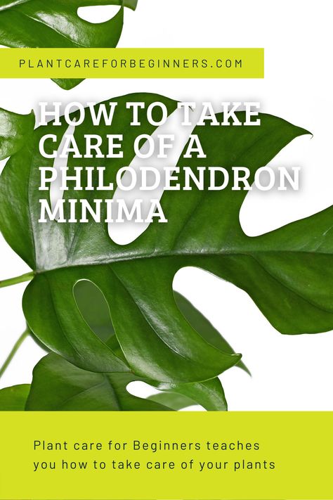 Taking Care Of House Plants, Types Of Philodendron Plants, Philodendron Minima, Plant Care Guide, Plant Mama, Philodendron Plant, Philodendron Monstera, Plant Guide, Liquid Fertilizer