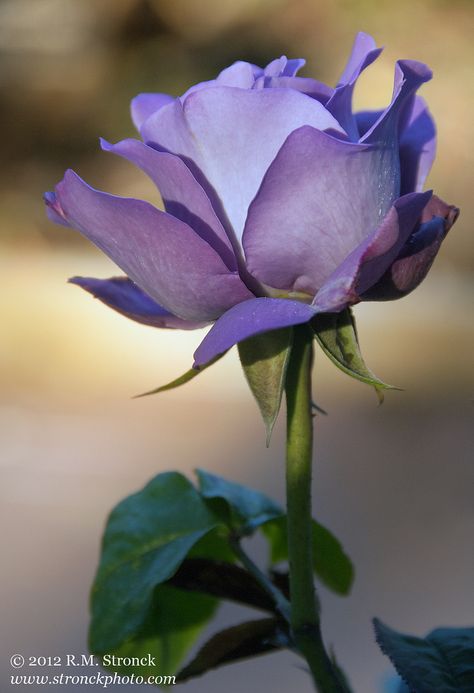 https://flic.kr/p/bBfzMS | Royal Amethyst hybrid rose | [Royal_Amethyst41296] Rose Foto, Rose Belle, Rose Violette, Coming Up Roses, Belle Rose, Colorful Roses, Hybrid Tea Roses, Purple Rose, Love Rose