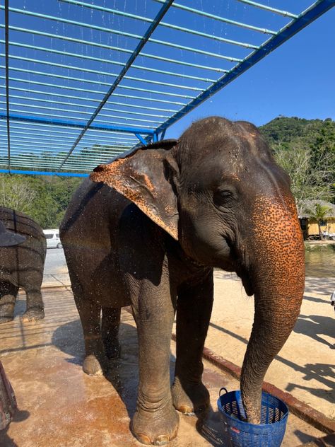 #thailand #phuket #travel #travelling #summer #aesthetic #elephant #elephantsanctuary #asia Aesthetic Elephant, Elephant Thailand, Phuket Travel, Thailand Phuket, Elephant Sanctuary, Phuket Thailand, Instagram Inspo, Phuket, Abu Dhabi