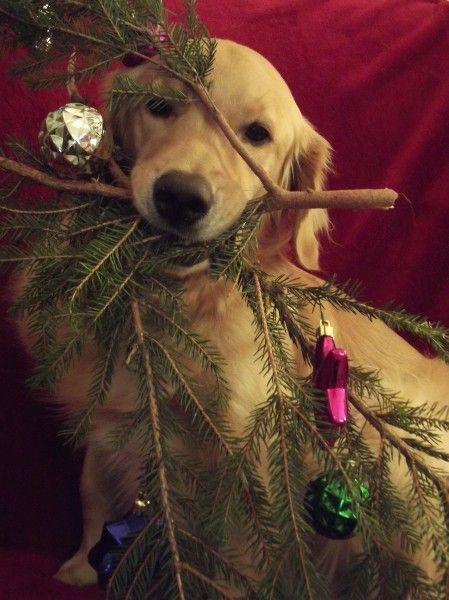 Pet Photo Ideas, Christmas Pet Photos, 10 Animals, A Golden Retriever, Christmas Pet, Poodle Puppy, Christmas Photoshoot, Pet Holiday, Pet Photo