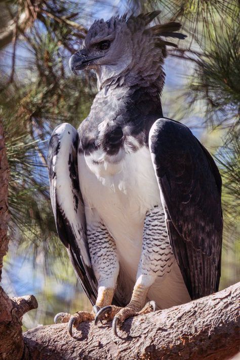 Harpy Eagle, Interesting Animals, Unusual Animals, Pretty Animals, Majestic Animals, Silly Animals, Birds Of Prey, Wild Birds, Animal Photo