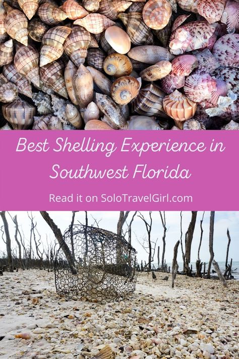 Shell, yeah! I had the best shelling experience in Southwest Florida earlier this year and it was with Treasure Seekers Shell Tours in the Ten Thousand Islands. Shell Key Island Florida, Ten Thousand Islands Florida, Shell Key Preserve Florida, Shell Island Florida, Lido Key Florida, Florida Shells, Captiva Island Florida, Treasure Island Florida, Spring Hill Florida