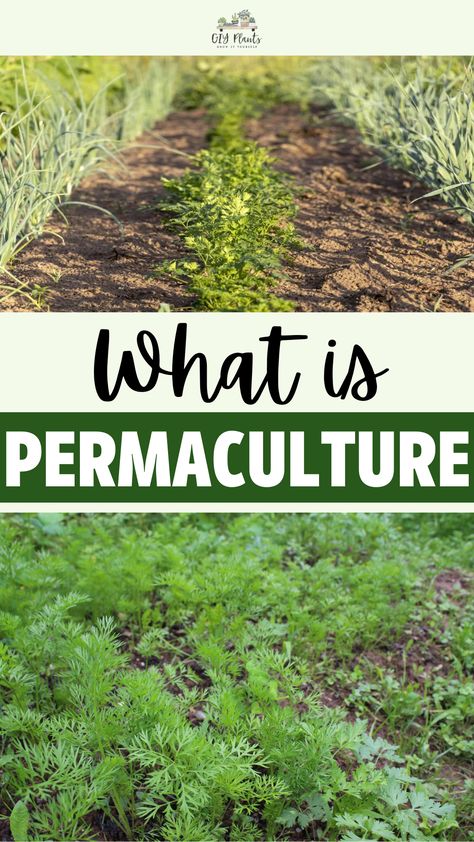 What is Permaculture? Permaculture Australian, Permaculture Swales, Agroforestry Permaculture, Bill Mollison, Permaculture Food Forest Design, Permaculture Guilds Fruit Trees, Self Sustaining, Bill Mollison Permaculture, Permaculture Design