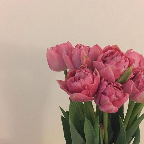 Pink Tulips, Love Flowers, My Flower, Pink Aesthetic, Pretty Flowers, Pretty Pictures, Flower Power, Pink Flowers, Tulips