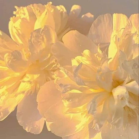 Aesthetic Pastel Yellow, Pastel Yellow Aesthetic, Yellow Aesthetic Pastel, 70s Aesthetic, Aesthetic Flower, Baby Yellow, Yellow Aesthetic, Weave Style, Pretty Photos