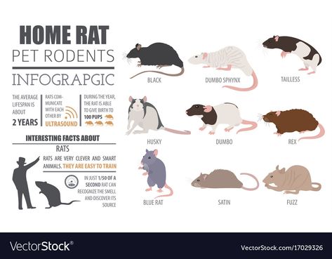 Rat Infographic, Rat Breeding, Rex Rat, Types Of Rats, Dumbo The Elephant, Pet Rodents, Pet Rat, Fancy Rat, Infographic Illustration