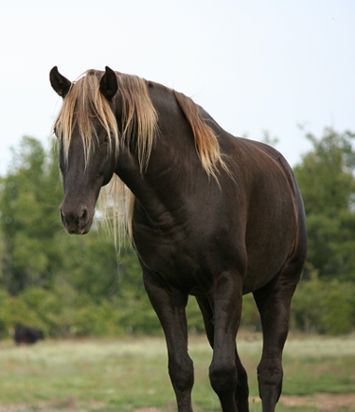 Rocky Mountain Horse, Aesthetic Horses, Horse Lead, Mountain Horse, Majestic Horses, Pattern Magic, Gorgeous Horses, Palomino Horse, Horse Inspiration