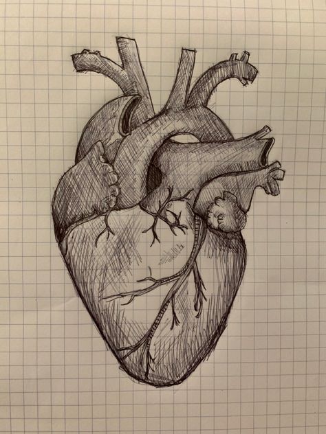 #pensketches #heart Real Heart Sketch, Human Heart Drawing Easy, Human Heart Drawing Sketches, Easy Way To Draw Human Heart, Human Heart Pencil Drawing, Human Heart Drawing, Heart Sketch, Sketches Simple, Human Heart