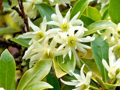 chinese Star Anise Plant | The interesting Illicuim vernum flowers which are related to Magnolias ... Anise Flower, Home Remedies For Bronchitis, Anise Oil, Chinese Star, Anise Seed, Fast Growing Trees, Evergreen Shrubs, Star Anise, Growing Tree