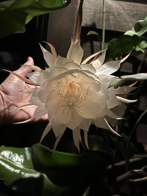 Night blooming cereus cactus Night Blooming Cereus, Become A Florist, Blooming Cactus, Sweet Perfume, Nothing But Flowers, Wonderful Flowers, Unusual Flowers, Plants Garden, Flower Therapy