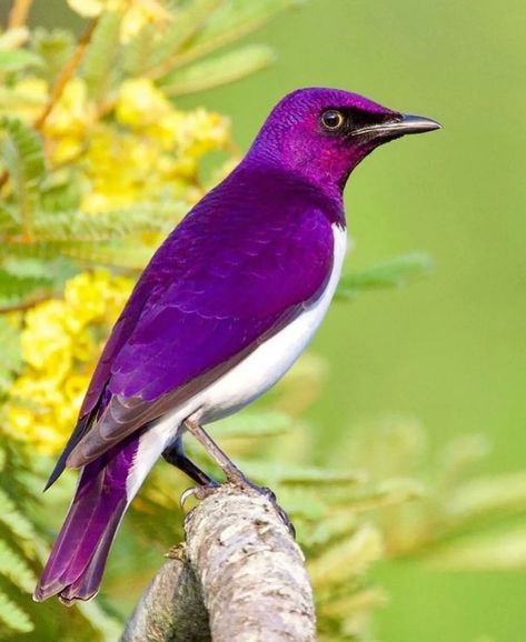 Violet Backed Starling, Common Birds, Purple Bird, World Birds, Most Beautiful Birds, Rare Birds, Funny Birds, Nature Birds, Cute Wild Animals