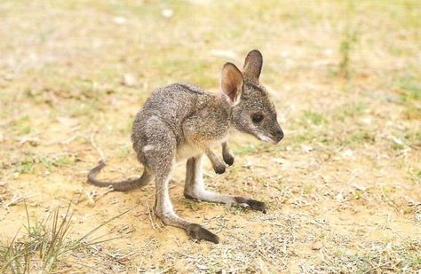 Joey. | Community Post: The Definitive Ranking Of Baby Animal Names, By Cuteness Eastern Grey Kangaroo, Baby Animal Names, Baby Kangaroo, Kangaroo Baby, Animal Babies, Australian Animals, Animal Facts, Animals Of The World, Cute Creatures