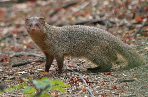 Mongoose Animals Facts is a little rat like vertebrate, the mongoose is comparable in manifestation to the meerkat and the weasel! Mongoose Animal, Indian Giant Squirrel, Giant Squirrel, Wild Kratts, Invasive Species, Animal Facts, Like Animals, Zoology, Endangered Species