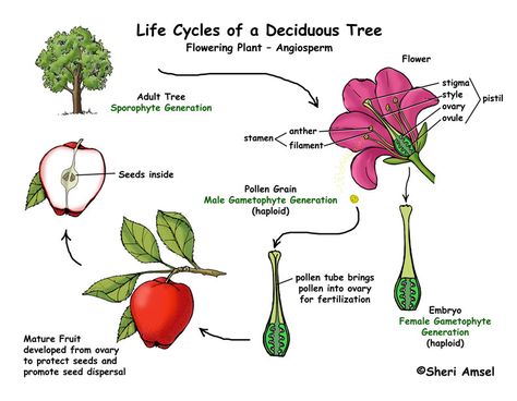 Vascular Plants (Trees, Grass, Ferns, Flowering Plants) Apple Tree Life Cycle, Flower Life Cycle, Tree Life Cycle, Seed Dispersal, Plant Activities, Cat Plants, Tree Templates, Sequencing Activities, Plant Life Cycle