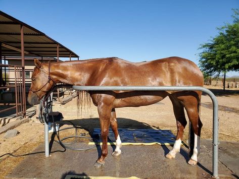 Horse wash stock Horse Wash Rack Indoor, Horse Wash Rack, Outdoor Wash Stalls For Horses, Diy Wash Rack For Horses, Wash Rack For Horses, Wash Stalls For Horses, Horse Washing, Horse Grooming, Tack Room