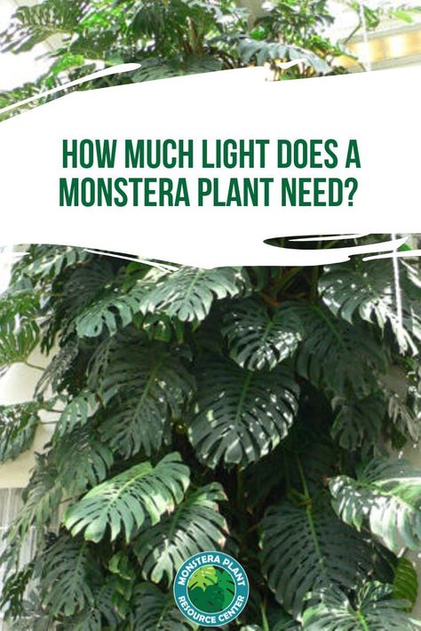 Indoor Plants Pet Friendly, Monstera Deliciosa Care, Monstera Plant Care, Plants Monstera, Monstera Plants, Plant Display Ideas, Rainforest Plants, Plants Pet Friendly, Thriving Garden