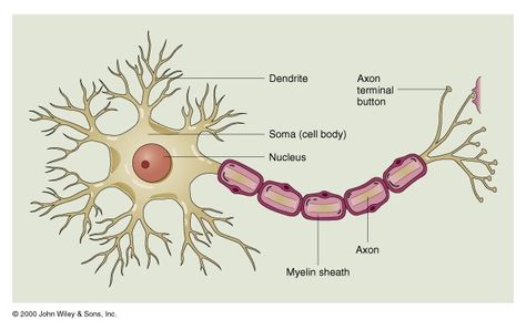 neuron Neuron Diagram, Brain Neurons, Biology Lessons, Nerve Cell, Brain Development, Anatomy And Physiology, Worksheet Template, Crash Course, Neuroscience