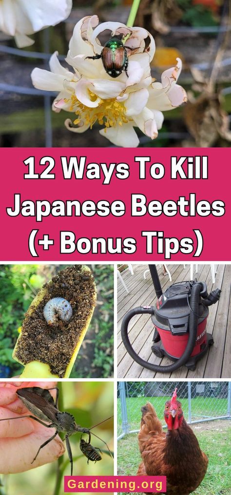 12 Ways To Kill Japanese Beetles (+ Bonus Tips) Killing Japanese Beetles, Asian Beetle, Diy Compost, Japanese Beetles, Row Covers, Garden Pest Control, Plant Diseases, Houseplants Indoor, Garden Pests