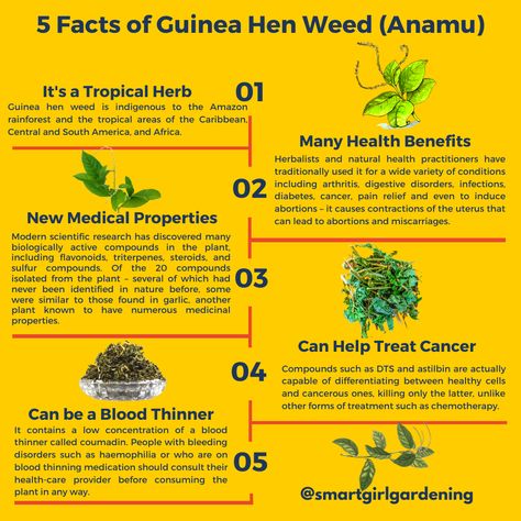 Spice Benefits, Health Infographics, Under The Microscope, Tea Benefits, Amazon Rainforest, Health Is Wealth, The Bush, Planting Herbs, Medicinal Plants