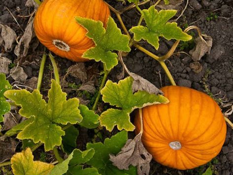 Family Gardening, Pumpkin Vegetable, Gardening Journal, Pumpkin Vine, Berry Garden, Pumpkin Pictures, Growing Pumpkins, Urban Agriculture, Garden Veggies