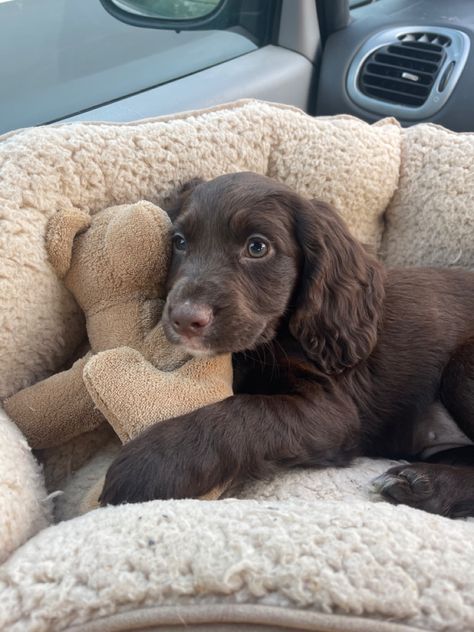 Brown Cocker Spaniel Puppy, Cocker Spaniel Aesthetic, Brown Cocker Spaniel, Chocolate Cocker Spaniel, Cocker Spaniel Puppy, Cocker Spaniel Puppies, Cocker Spaniel Dog, Cute Animals Puppies, Dream Dog