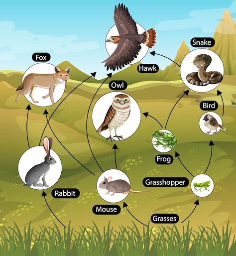 Education poster of biology for food cha... | Free Vector #Freepik #freevector #food-chain #animal-background #nature-animal #cartoon-animals Food Chain Poster, Food Webs Projects, Food Chain Diagram, Web Diagram, Free Frames And Borders, Poster Food, Food Education, Infographic Poster, Food Web