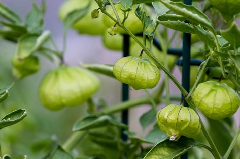 Growing Tomatillos, Tomatillo Plant, Vegetable Bin, Healthy Fruits And Vegetables, Rainbow Carrots, Plant Problems, Different Fruits, Home Vegetable Garden, Organic Seeds