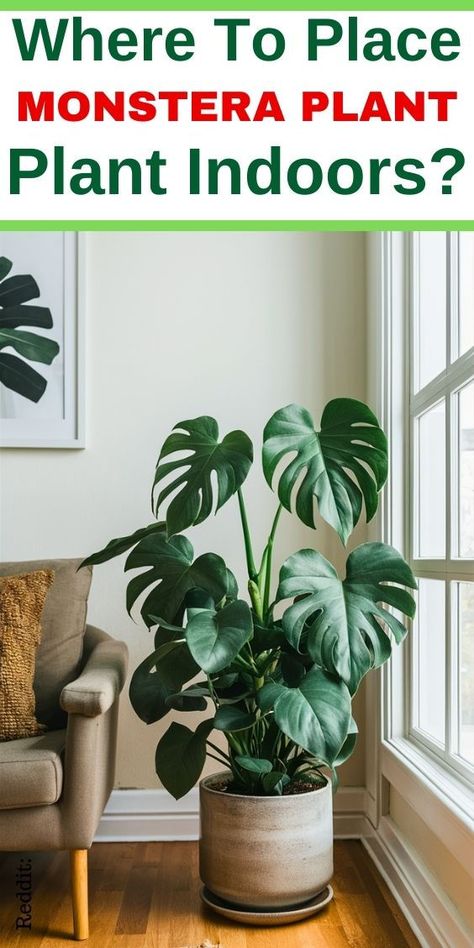 "for displaying Monstera plants, indoor plant placement, Monstera plant 
decor, Monstera plant display ideas, Monstera plant care, Monstera plant 
styling, Monstera plant room decor, Monstera plant home decor, Monstera 
plant interior design, Monstera plant potting ideas, Monstera plant hanging 
display, Monstera plant shelf display, Monstera plant wall decor, Monstera 
plant corner display." Monstera Plant Care, Monstera Plants, Plant Tips, Household Plants, Inside Plants, Indoor Plant Care, Growing Plants Indoors, Best Indoor Plants, Low Light Plants