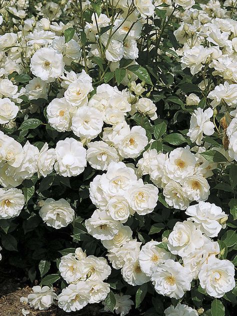 Rose Trellis Ideas, Thornless Climbing Roses, Purple Climbing Roses, Pruning Climbing Roses, Yellow Climbing Rose, New Dawn Climbing Rose, Climbing Roses Trellis, White Climbing Roses, Rose Plant Care