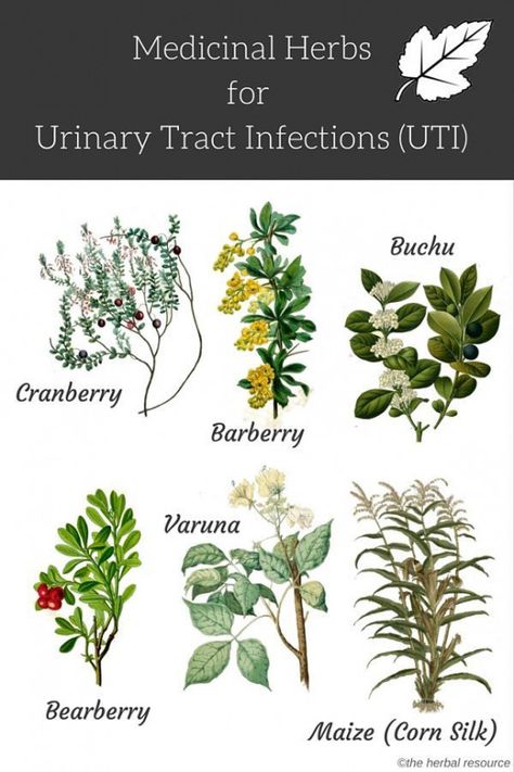 herbs for urinary tract infections #herbsgarden #healing #herbs #garden Medical Herbs, Magia Das Ervas, Intimate Wash, Magic Herbs, Magical Herbs, Herbal Apothecary, Healing Plants, Natural Antibiotics, Herbal Healing