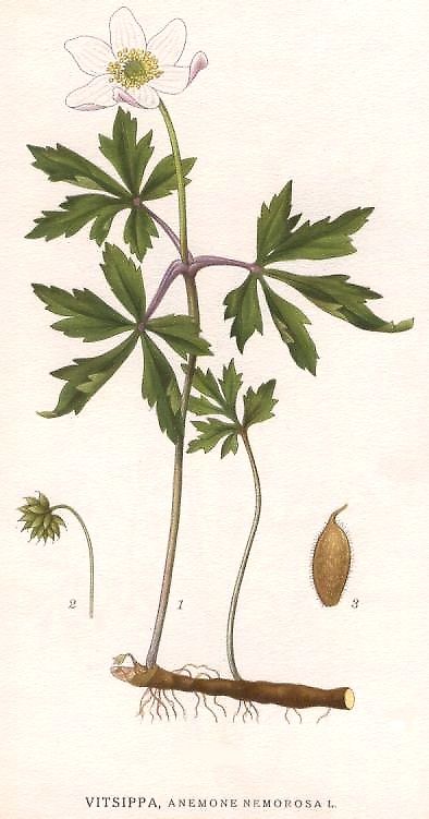 Anemone nemorosa. Võsaülane. Carl Axel Magnus Lindman Wood Anemone Drawing, Anemone Nemorosa, Flower Anemone, Wood Anemone, Botanical Drawing, Hur Man Målar, Botanical Beauty, Plant Illustration, Botanical Drawings