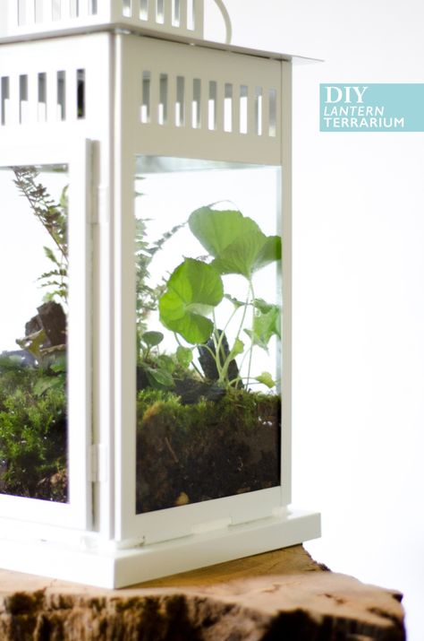 Ikea Hack: #DIY Lantern Terrarium on Thou Swell http://thouswell.co/ Ikea Lantern Ideas, Ikea Terrarium, Terrarium Lantern, Ikea Lantern, Lantern Terrarium, Ikea Lanterns, Lantern Decorations, Diy Lantern, Lantern Diy