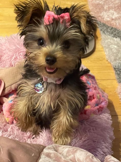 Tea Cup Yorkie, Baby Yorkie, Yorkie Haircuts, Dog Pic, Yorkie Moms, Pet Items, Yorkie Puppies, Very Cute Puppies, Yorkie Terrier