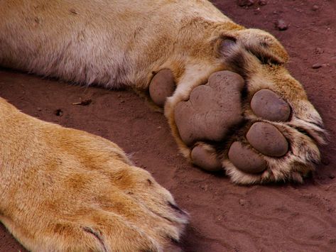 Big Cat Paws, Paw Aesthetic, Lion Paws, Cowardly Lion, Lion Paw, Lion Pictures, Aesthetic Nails, Cat Paws, Big Cat