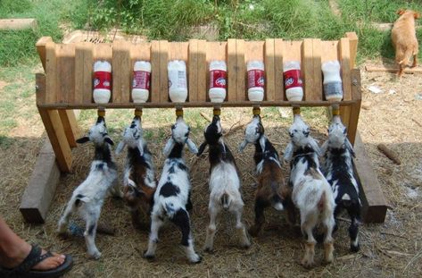 Goat Feeder, Goat Playground, Goat Shelter, Goat Pen, Goat House, Raising Farm Animals, Goat Care, Goat Barn, Boer Goats