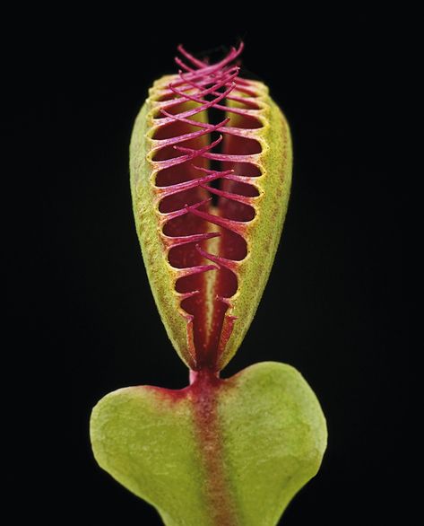 Macro Photography Shows Stunning Details of Carnivorous Plants – Miif Plus Plante Carnivore, Venus Flytrap, Venus Fly Trap, Pitcher Plant, Fly Traps, Plant Photography, Unusual Plants, Carnivorous Plants, Unique Plants