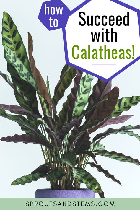 How To Care For Calathea Plant, Rattlesnake Calathea Care, Calathea Plant Care Tips, Calathea Rattlesnake Plant, Calathea Rattlesnake Plant Care, Setosa Calathea, Houseplant Combinations, Rattlesnake Plant Care, Calathea Plant Care