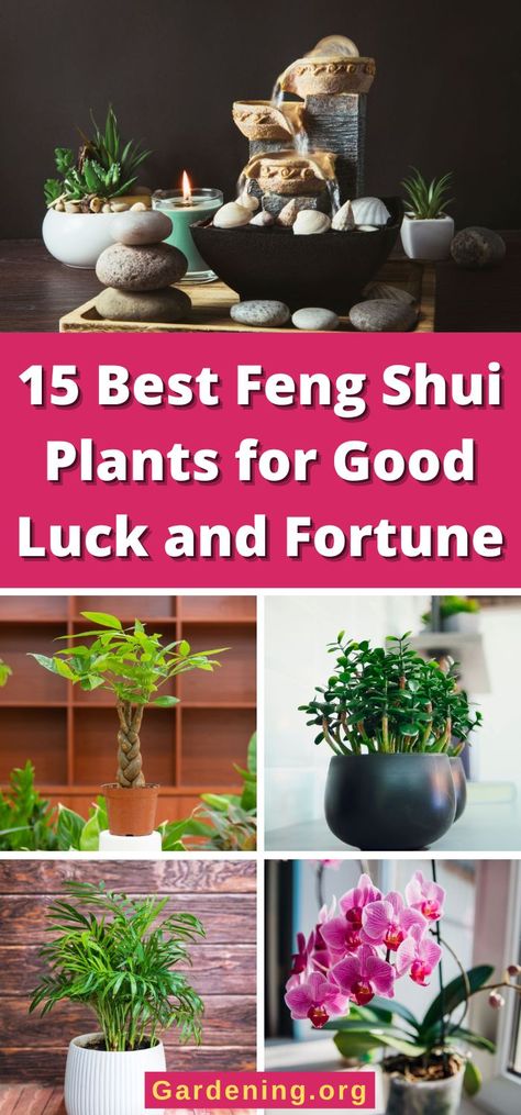 15 Best Feng Shui Plants for Good Luck and Fortune Feng Shui Plants For Office, Best Feng Shui Plants, Lucky Plants Good Luck, Lucky Indoor Plants Feng Shui, Money Plants Indoor Ideas, Feng Shui Home Decor, Feng Shui Plants Houseplant, Good Luck Plants Indoor, Feng Shui Plants Front Doors