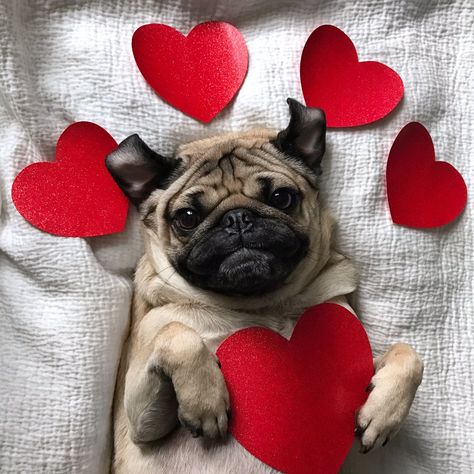 Funny Pug Pictures, Pug Meme, Doug The Pug, Baby Pugs, Pug Pictures, Valentines Day Dog, Dog Photoshoot, A Pug, Pug Puppies