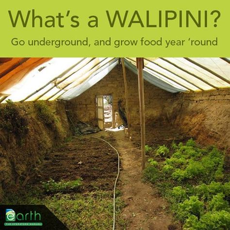 Underground Garden, Underground Greenhouse, Greenhouse Farming, Aquaponics Diy, Ancient Houses, Thermal Mass, Greenhouse Growing, Small Greenhouse, Greenhouse Plans