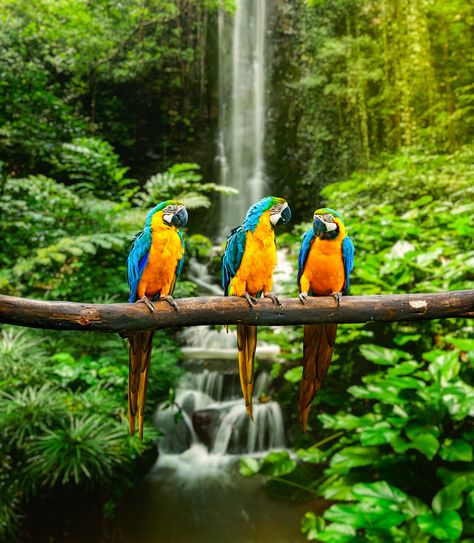 BANCO DE IMAGENES GRATIS: 12 fotos de paisajes naturales que ... World Most Beautiful Place, Places In Europe, Beautiful Places On Earth, Bird Wallpaper, Tropical Rainforest, Tropical Birds, Most Beautiful Cities, Bird Photo, Beautiful Places In The World