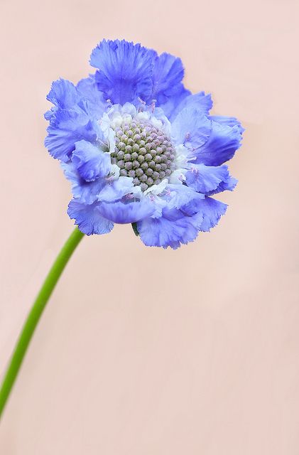 Scabiosa | Flickr - Photo Sharing! Blue Scabiosa, Scabiosa Flower, Pincushion Flower, Wild Flower Meadow, Blue Plants, Macro Flower, Handmade Flowers Fabric, Blossoms Art, Outdoor Flowers