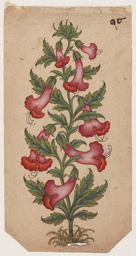 Plant with red trumpet-shaped flowers Flowers Indian, Mfa Boston, Mughal Miniature Paintings, Medieval Pattern, Mughal Art Paintings, Kalamkari Painting, Indian Flowers, Indian Folk Art, Indian Paintings