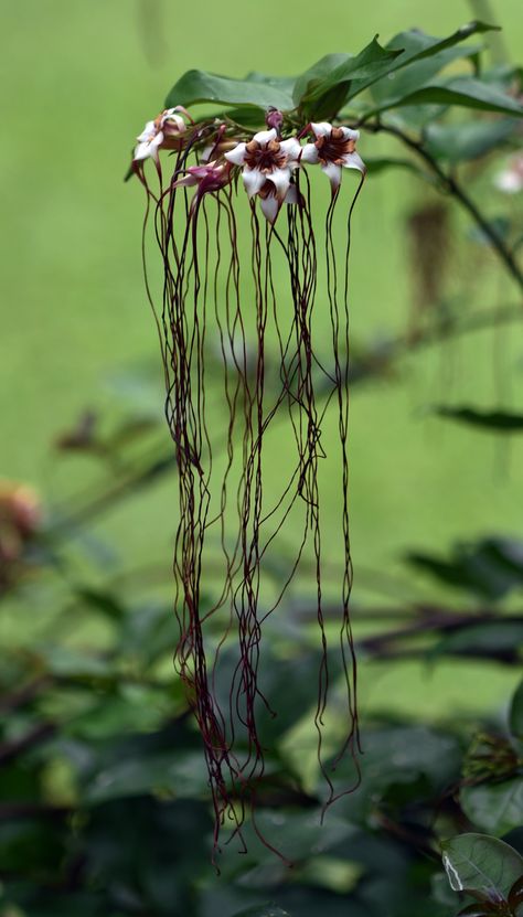 The bizarre flowers of the Poison Arrow Vine from tropical Africa - long tendrils hang down from the flowers. Strophanthus preussii. Photo: David Clode. Amorphophallus Titanum, Titan Arum, Poison Arrow, Alien Plants, Garden Tattoos, Photos Flowers, Arum Lily, Tropical Africa, The Poison