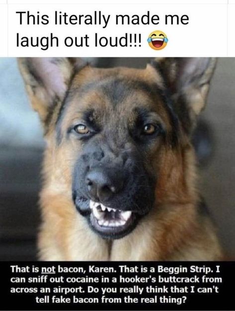 Made Me Laugh, Funny Animal Jokes, Laugh Out Loud, German Shepherd Dog, Funny Animal Memes, Animal Jokes, Funny Animal Pictures, Dog Quotes, Funny Cartoons