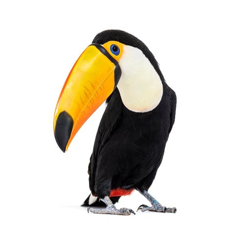 Premium Photo | Back view of a toucan toco ramphastos toco isolated on white Rio Movie, Toco Toucan, Back View, Vector Photo, Premium Photo, Animals Beautiful, Birds, Stock Photos, Photo And Video