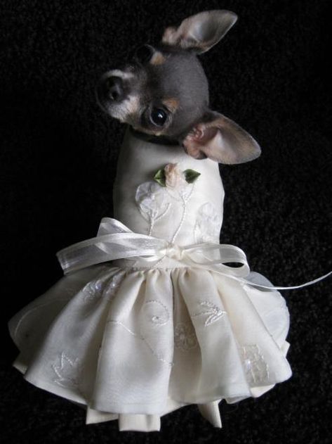 Designer Dresses - Dog Dresses, Pet Apparel, Designer Dresses Princess Puppy, Dog Wedding Attire, Dog Wedding Dress, Chihuahua Clothes, Dog Tuxedo, Chihuahua Mom, Teacup Chihuahua, Dog Clothes Patterns, Chihuahua Lover